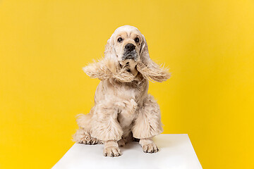 Image showing Studio shot of american spaniel playing