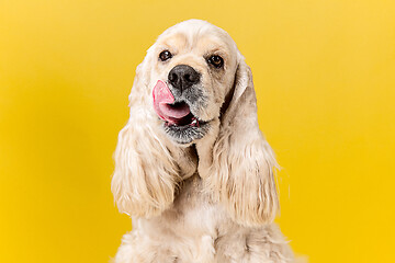 Image showing Studio shot of american spaniel playing