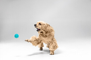 Image showing Studio shot of american spaniel playing