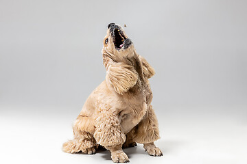 Image showing Studio shot of american spaniel playing