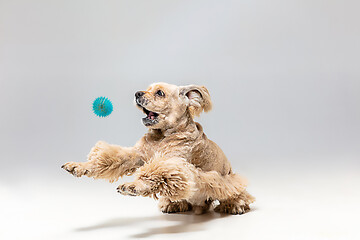 Image showing Studio shot of american spaniel playing