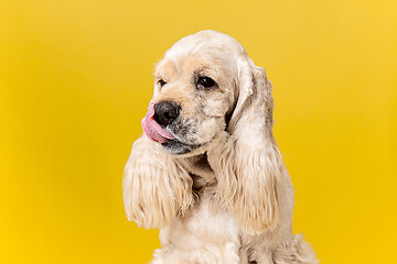 Image showing Studio shot of american spaniel playing