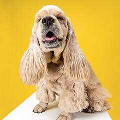 Image showing Studio shot of american spaniel playing