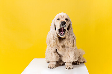 Image showing Studio shot of american spaniel playing