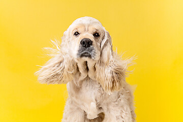 Image showing Studio shot of american spaniel playing