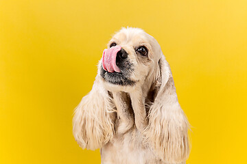 Image showing Studio shot of american spaniel playing