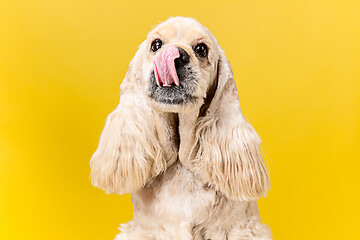 Image showing Studio shot of american spaniel playing