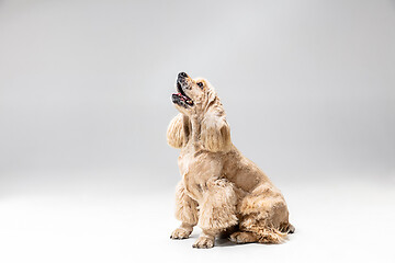 Image showing Studio shot of american spaniel playing