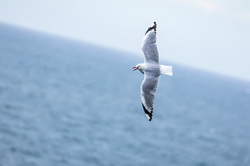 Image showing seagull flying over the ocean