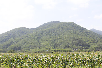 Image showing cornfields and mountains