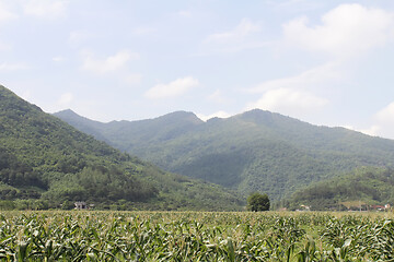 Image showing cornfields and mountains