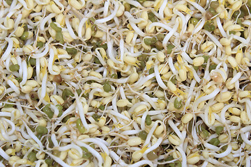 Image showing Asian Bean Sprouts Texture