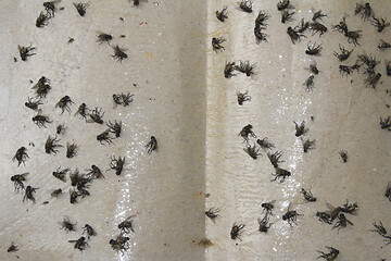 Image showing Fly in trap