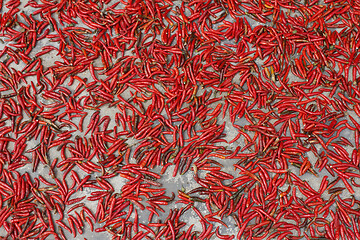 Image showing ripe chili on white background