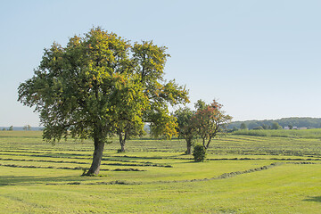 Image showing meadow with fruit trees