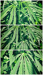 Image showing Collage from green fresh foliage of cannabis plant