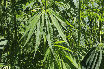 Image showing Close-up of green fresh foliage of cannabis plant