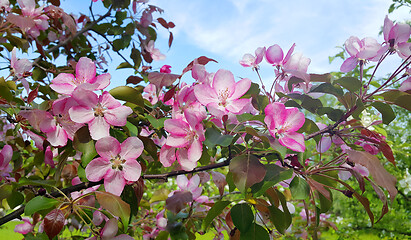 Image showing Branches of spring apple tree with beautiful pink flowers 