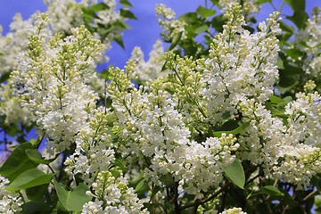 Image showing Beautiful spring branches of blooming white lilac bush