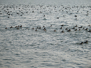 Image showing wild ducks on the ocean