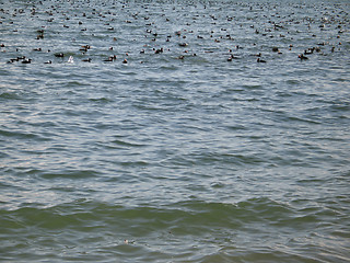 Image showing wild ducks on the ocean