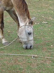 Image showing horse eating grass