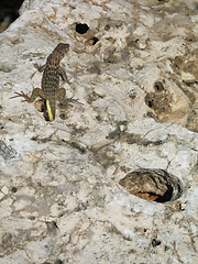 Image showing lizard on a rock