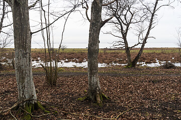 Image showing Hornbeam trees by the coast