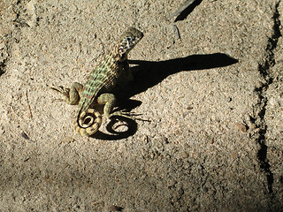 Image showing lizard on a rock