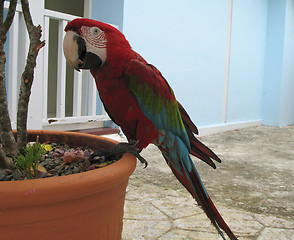 Image showing red parrot