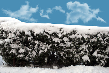 Image showing bushes in the snow