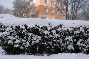 Image showing green bushes in the snow