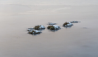 Image showing Snowy grass tufts in the ice in a flooded grassland