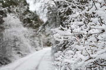 Image showing Snow covered branches by a trail