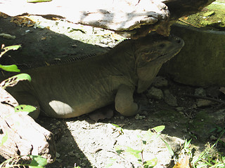 Image showing iguana under a rock
