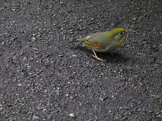 Image showing small green bird