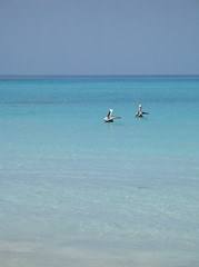 Image showing pelicans on the turquoise water