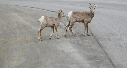 Image showing wild goats running