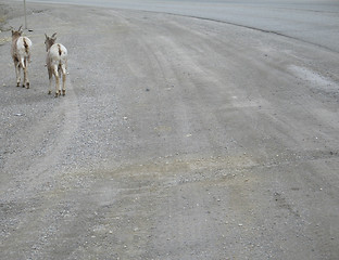Image showing wild goats running