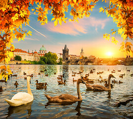 Image showing Swans near Charles bridge