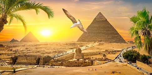 Image showing Palms and Giza