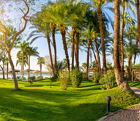 Image showing Park and palm trees