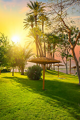 Image showing Palm tree in public park