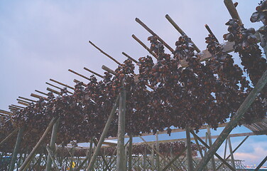 Image showing Air drying of Salmon fish on wooden structure at Scandinavian winter