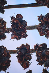 Image showing Air drying of Salmon fish on wooden structure at Scandinavian winter