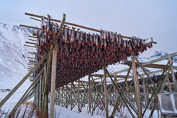 Image showing Air drying of Salmon fish on wooden structure at Scandinavian winter