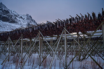 Image showing Air drying of Salmon fish on wooden structure at Scandinavian winter