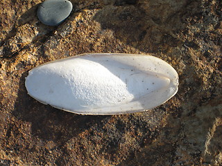 Image showing Lonely sea shell