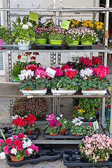 Image showing Plants Shelf Florist