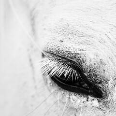 Image showing Detail macro photo of a white horse